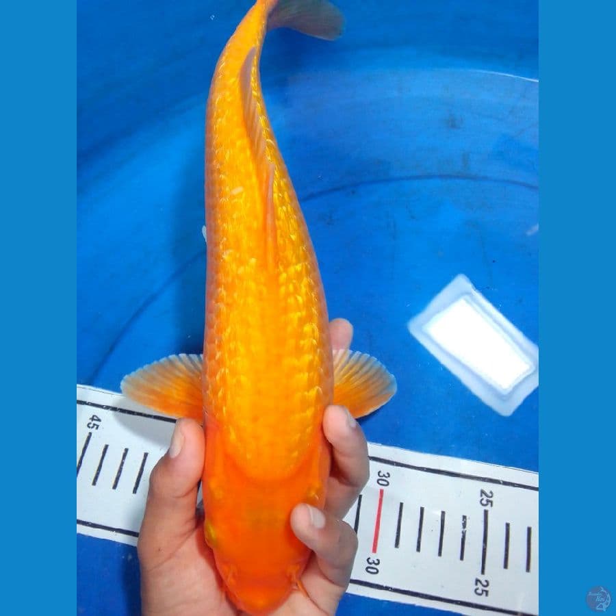 Karashi Ginrin 36cm/Unknown