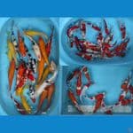borongan 70 ekor mix