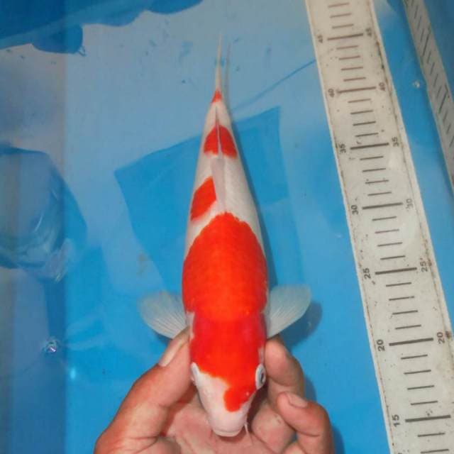 DOKUTO 4STEP KOHAKU