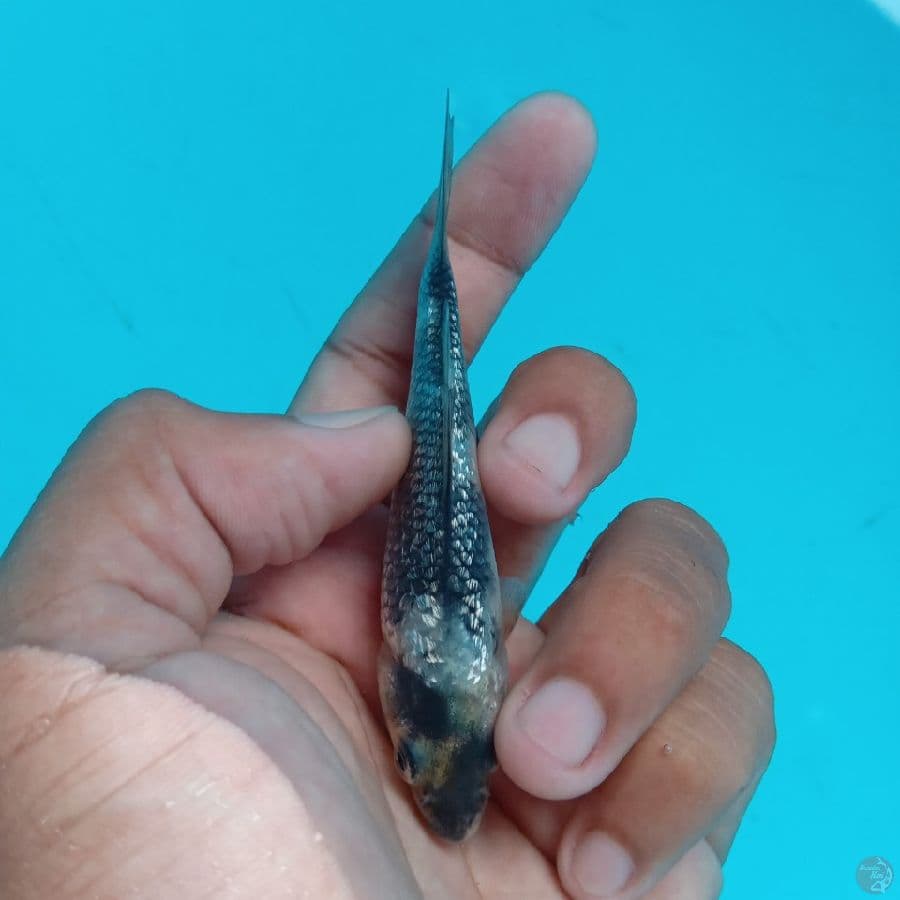 SUPER MINI - SHIRO GINRIN A 9CM