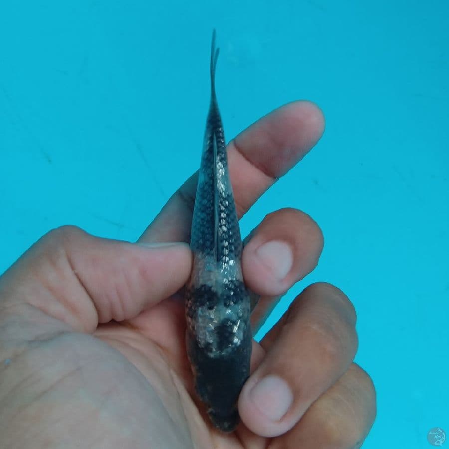 SUPER MINI - SHIRO GINRIN B 10CM
