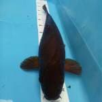 Karasu F1 body jumbo