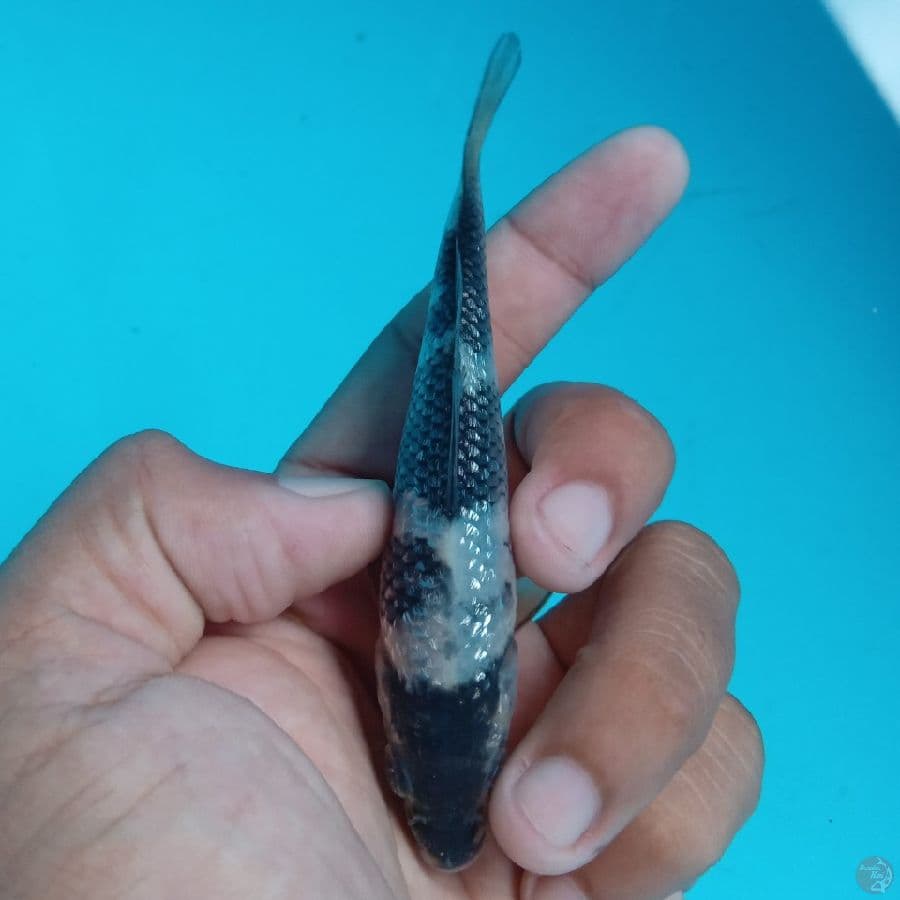 SUPER MINI - SHIRO GINRIN C 10CM
