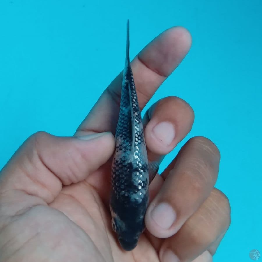 SUPER MINI - SHIRO GINRIN D 10CM