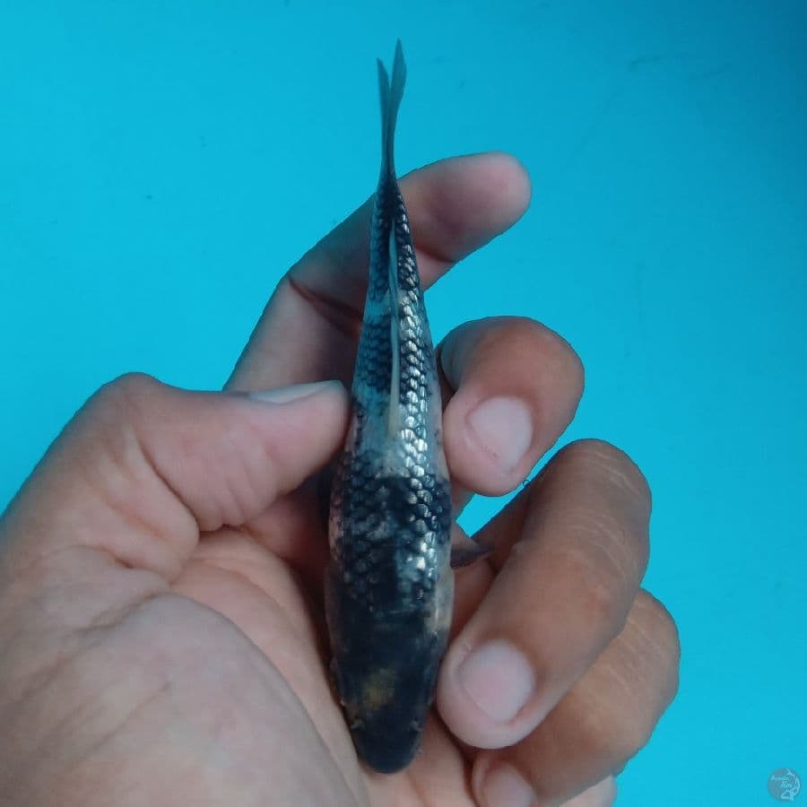 SUPER MINI - SHIRO GINRIN E 10CM