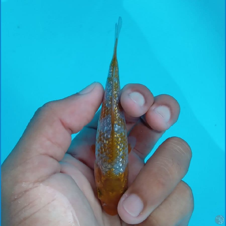 SUPER MINI - OCHIBA GINRIN 10CM