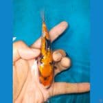 showa gindrin SQ 13 CM