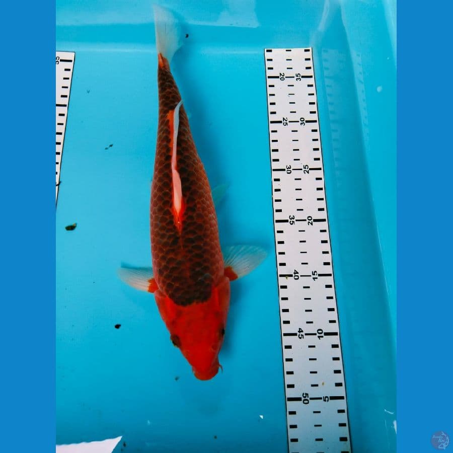 akamatsuba 33cm