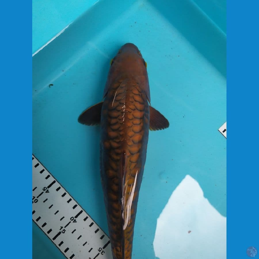 chagoi aragoke 35cm