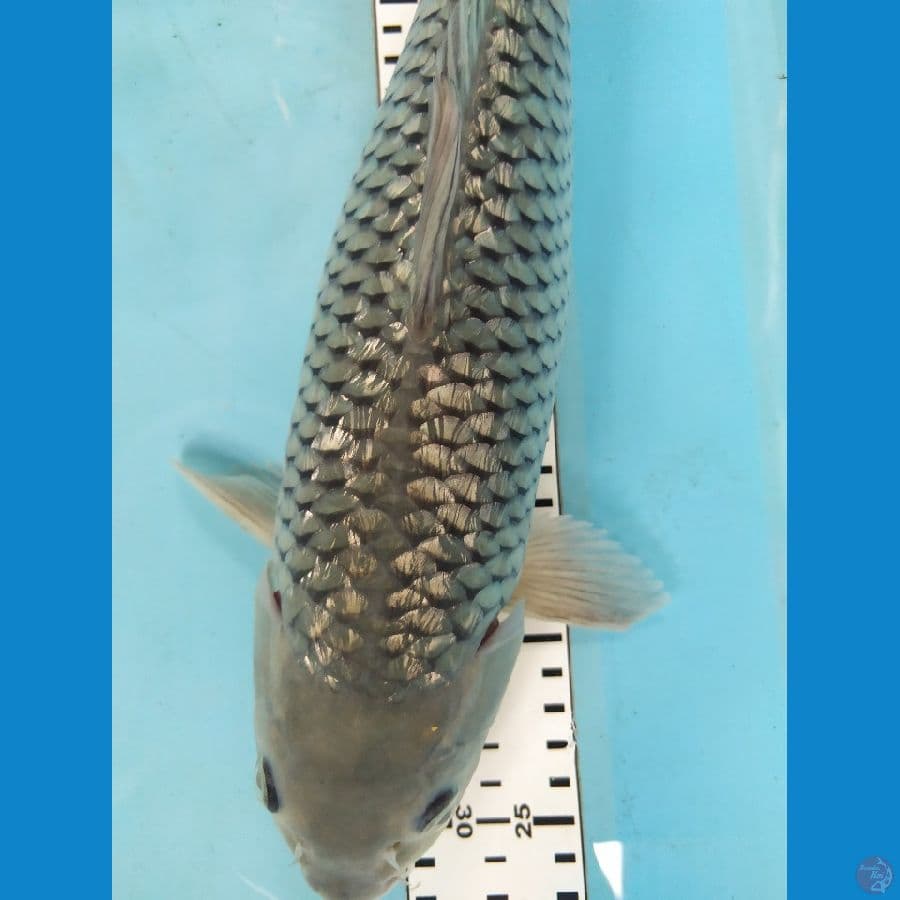 sorqgoi gindrin 39cm