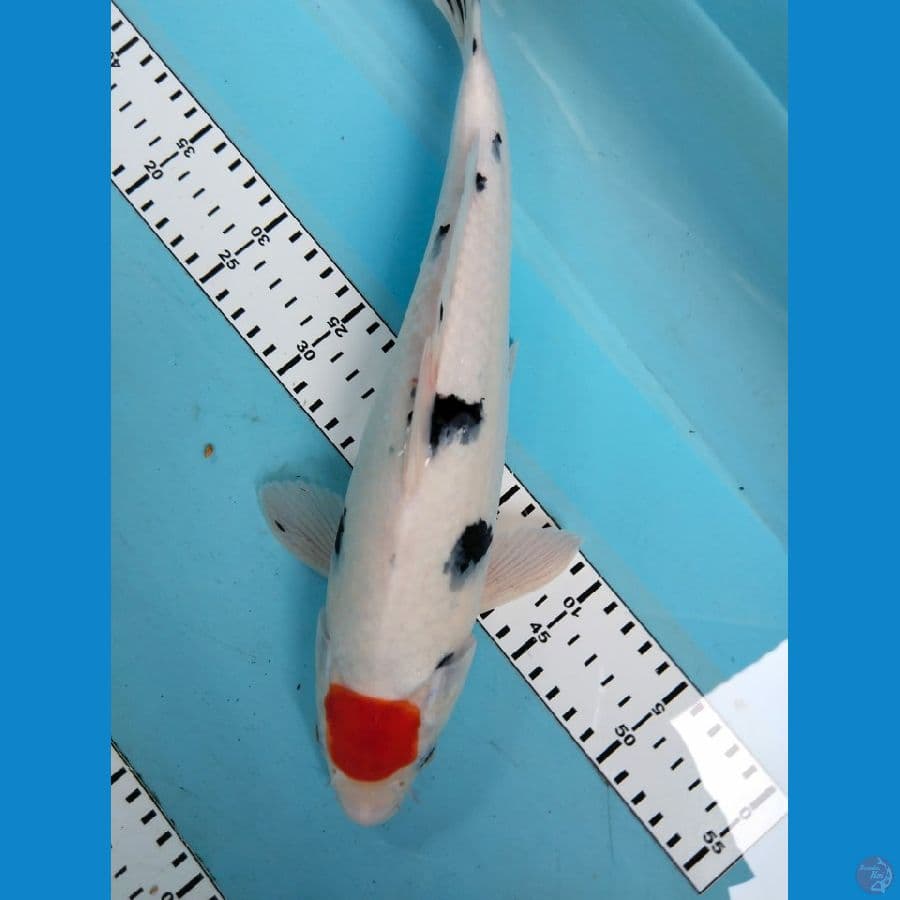 tancho 36 cm
