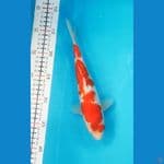 Kohaku ginrin size 25 cm