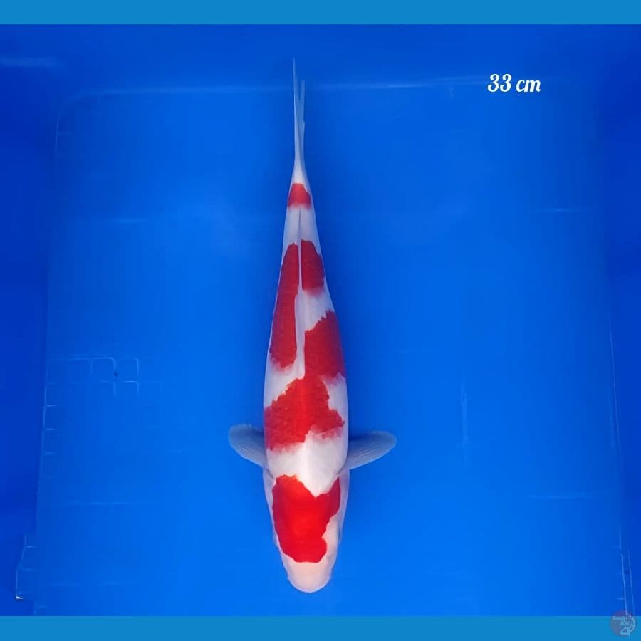 original kohaku