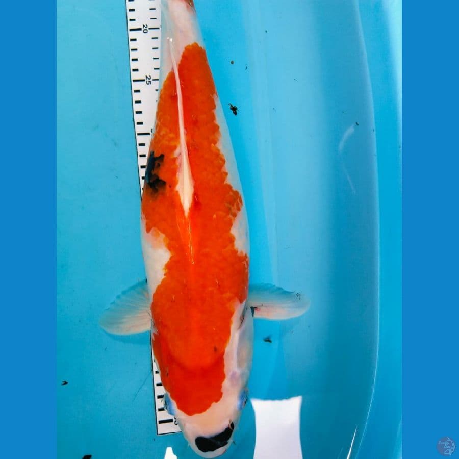 showa 49cm