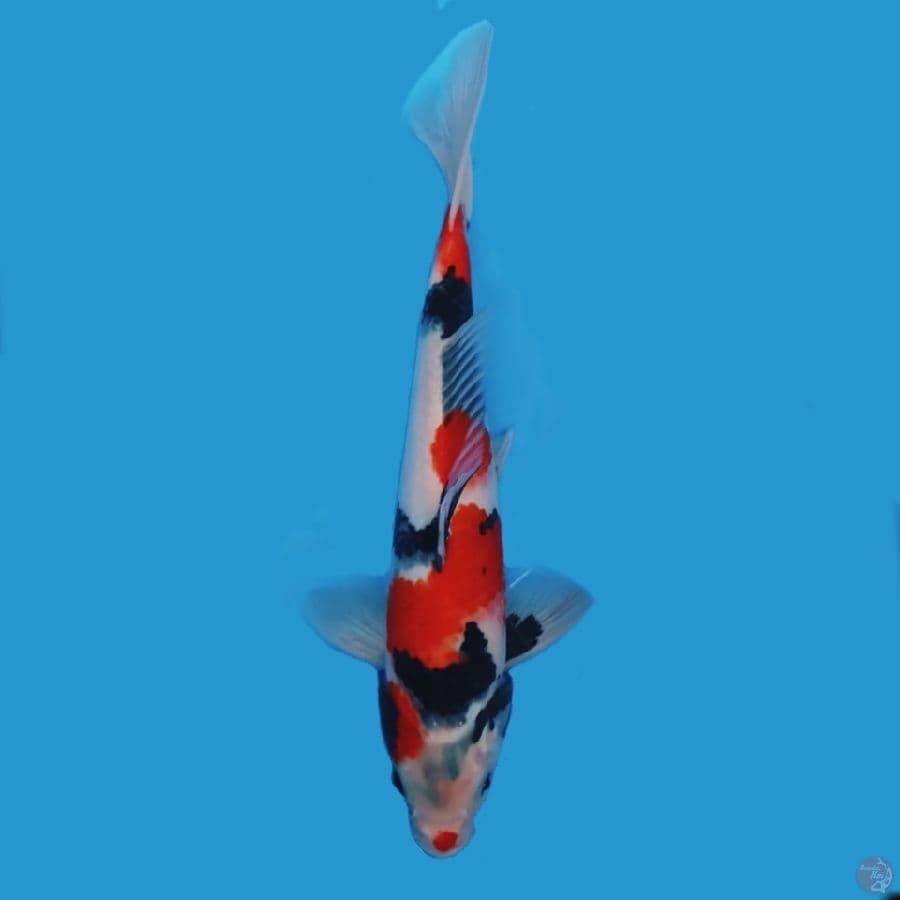 Kindai Showa HQ 30cm Male