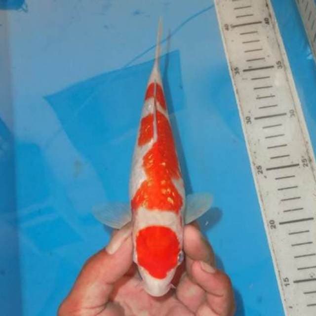 KINGINRIN 3STEP KOHAKU