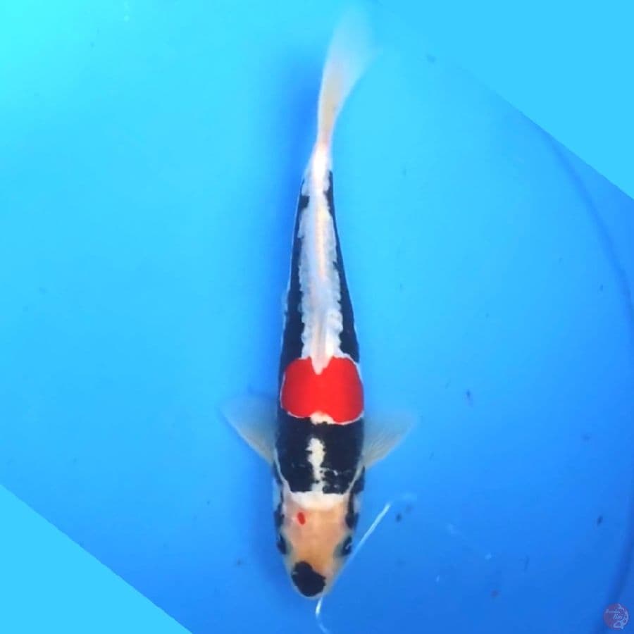 Benikumonryu 20cm Male