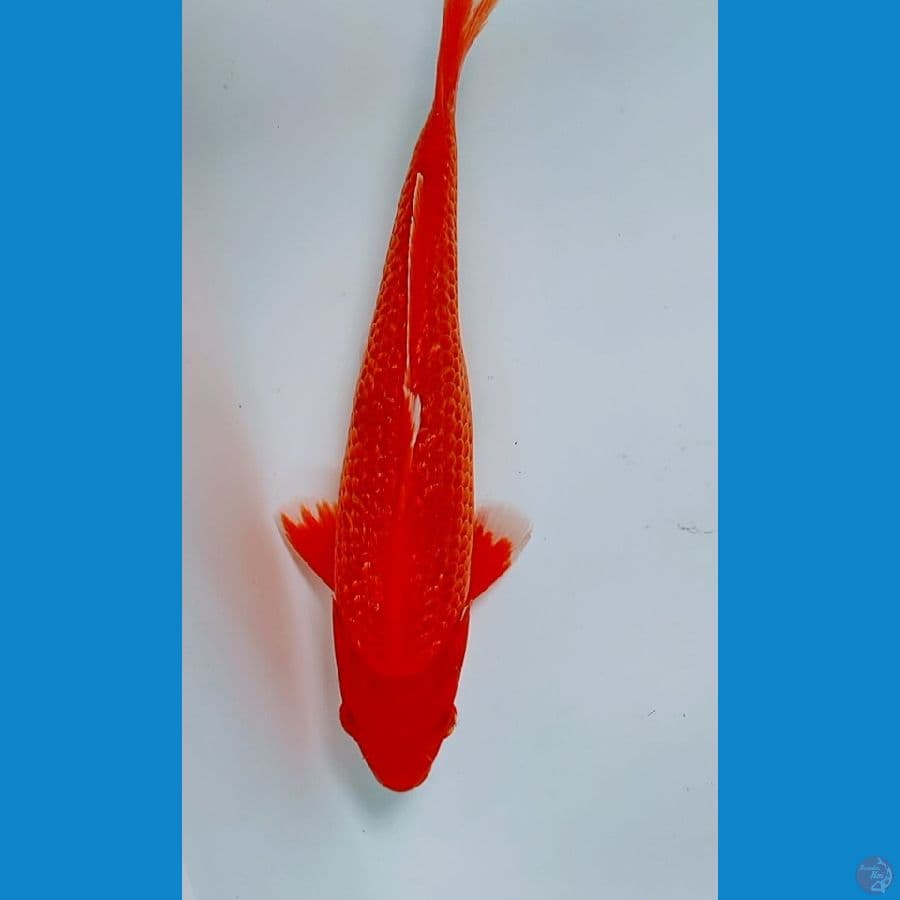 benigoigindrin