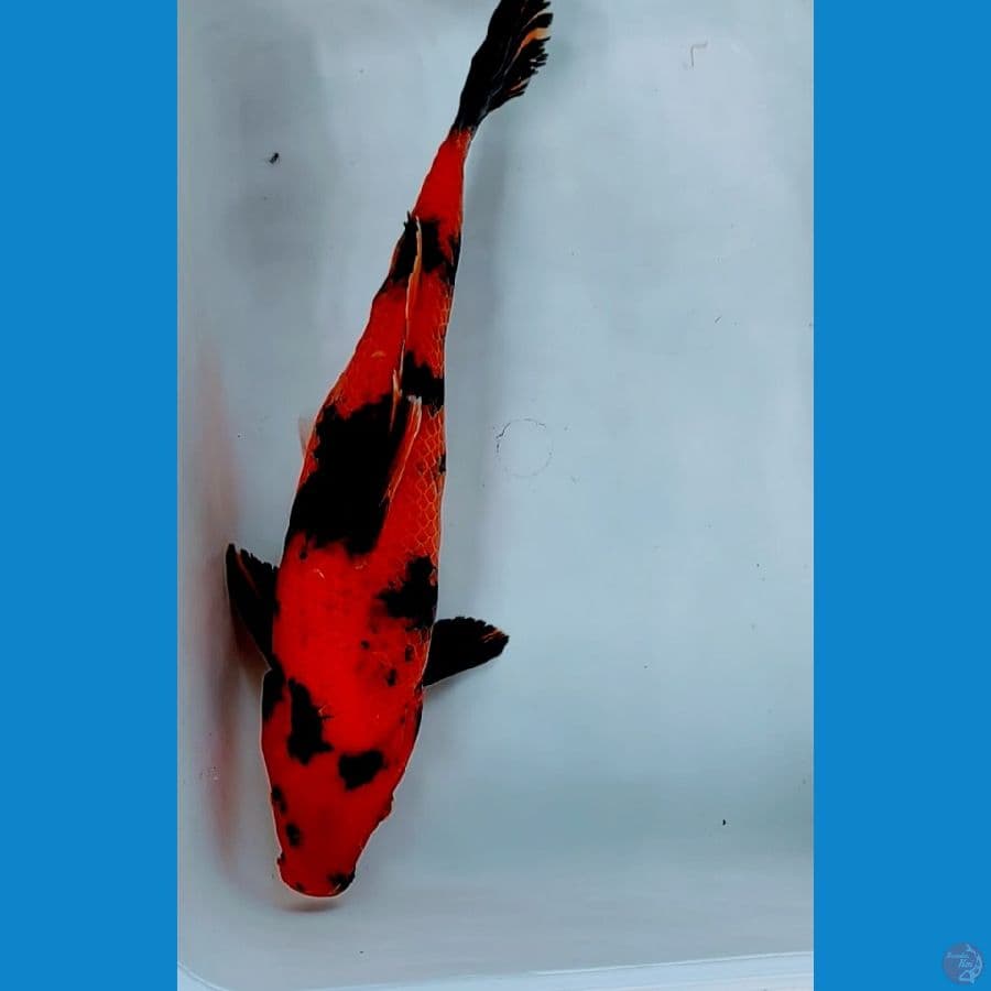 hi utsuri 37 female