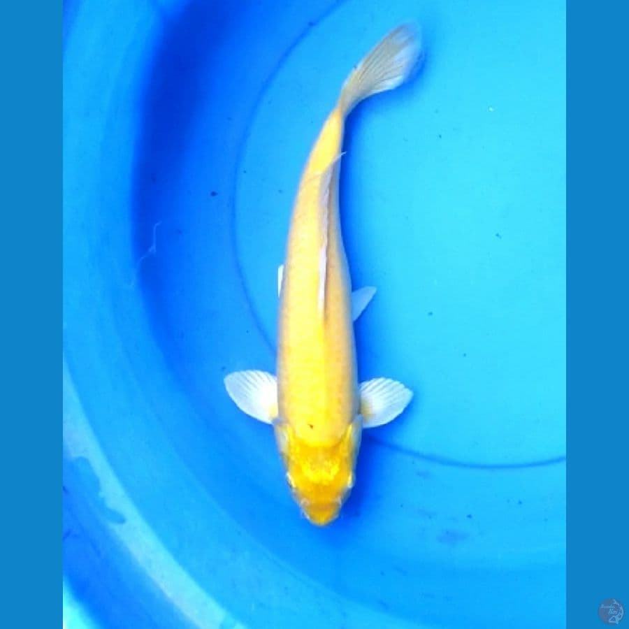Karashi punuk mata merah 33 cm male