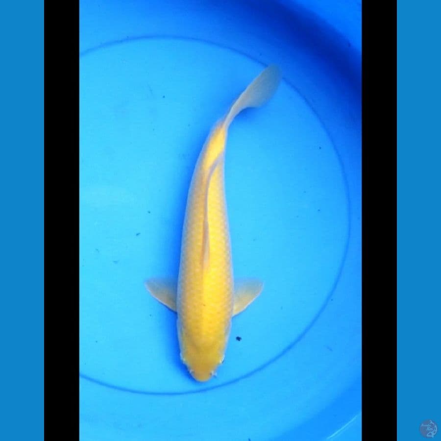 Karashi punuk bulky 33 cm male