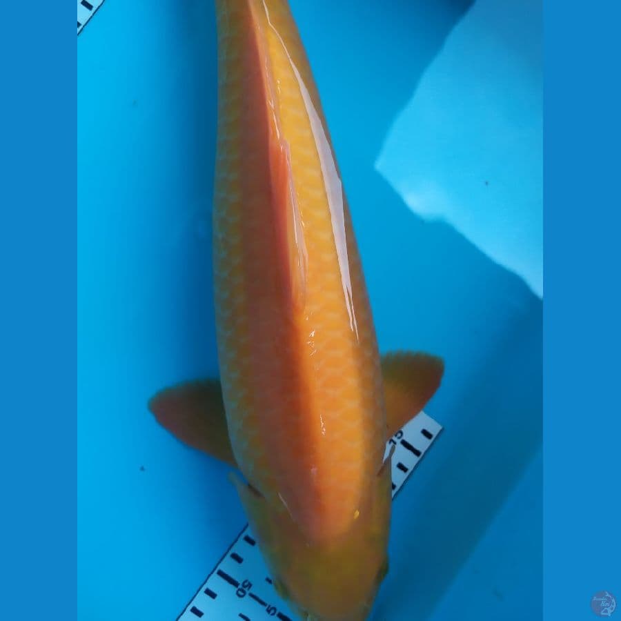 karamel jantan 40 cm