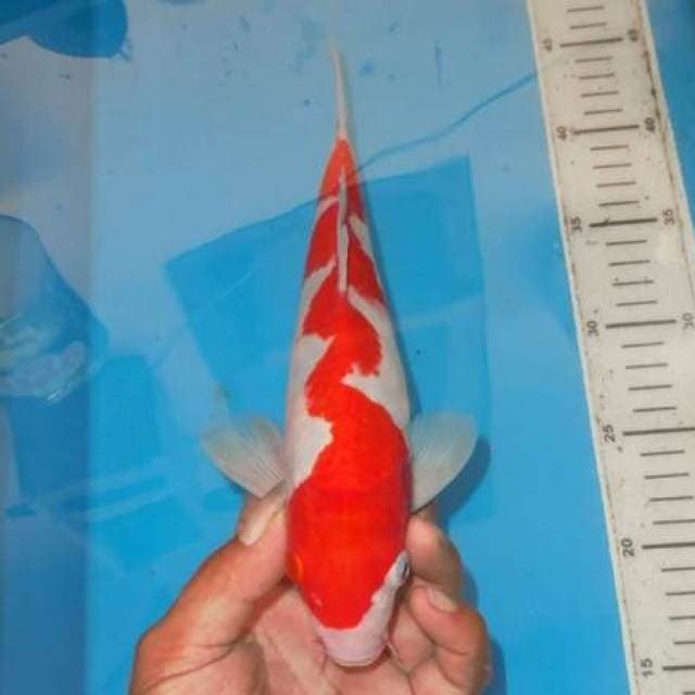 FLASH KOHAKU