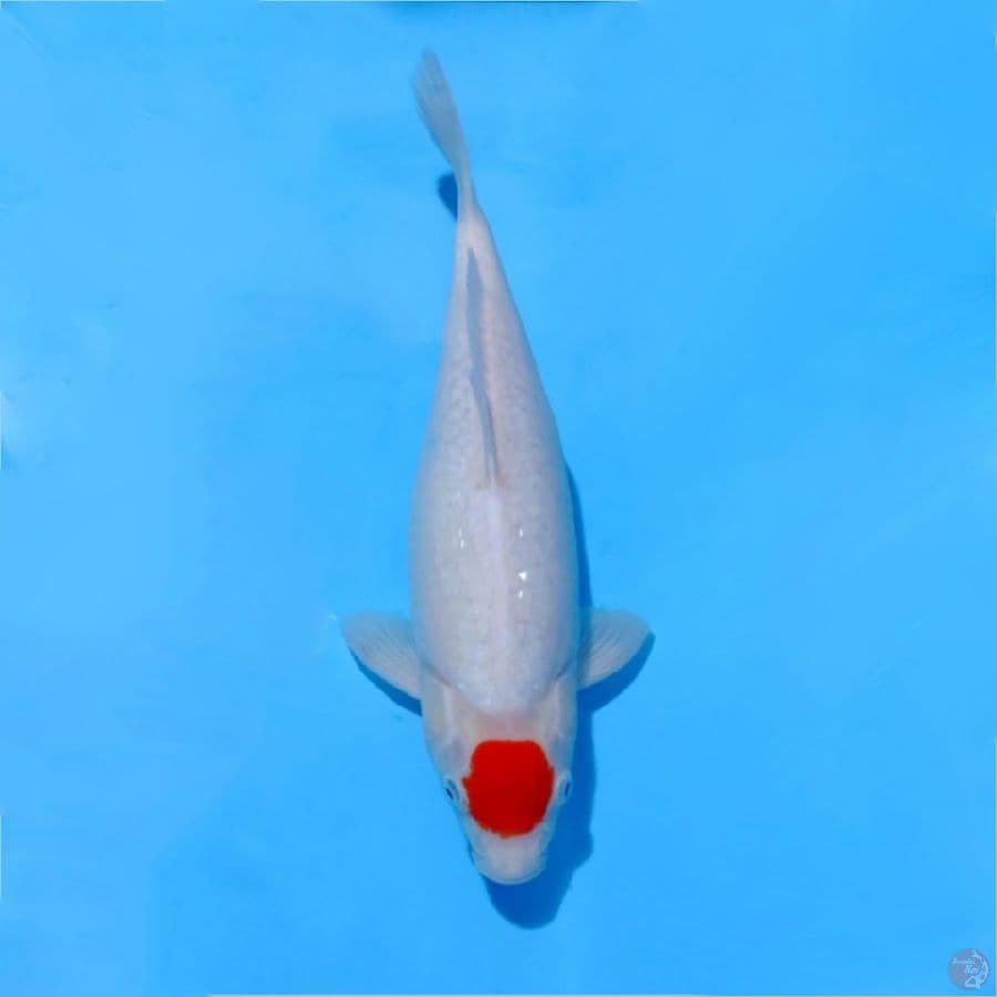 ٥. Tancho kohaku original size 35cm fm