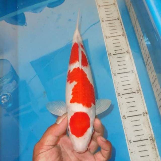 TOP SANDAN KOHAKU MARUTEN