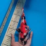 Showa 