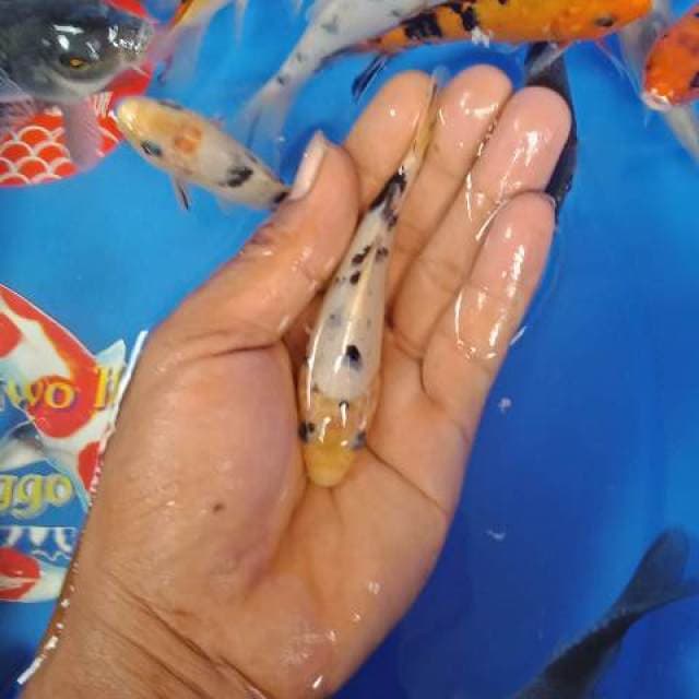 Soragoi.ociba.beko.kohaku mix