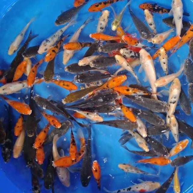 Soragoi.ociba.beko.kohaku mix