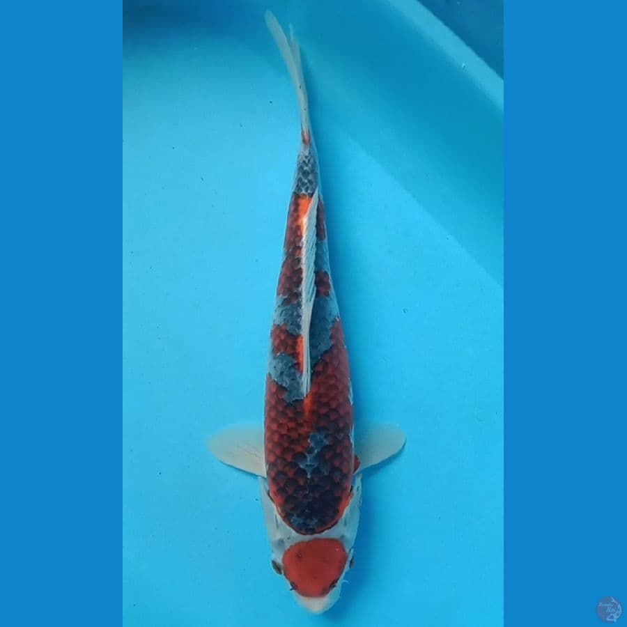 maruten goshiki