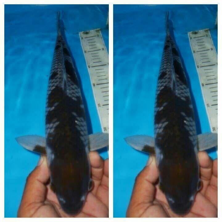 Ochiba f1 male