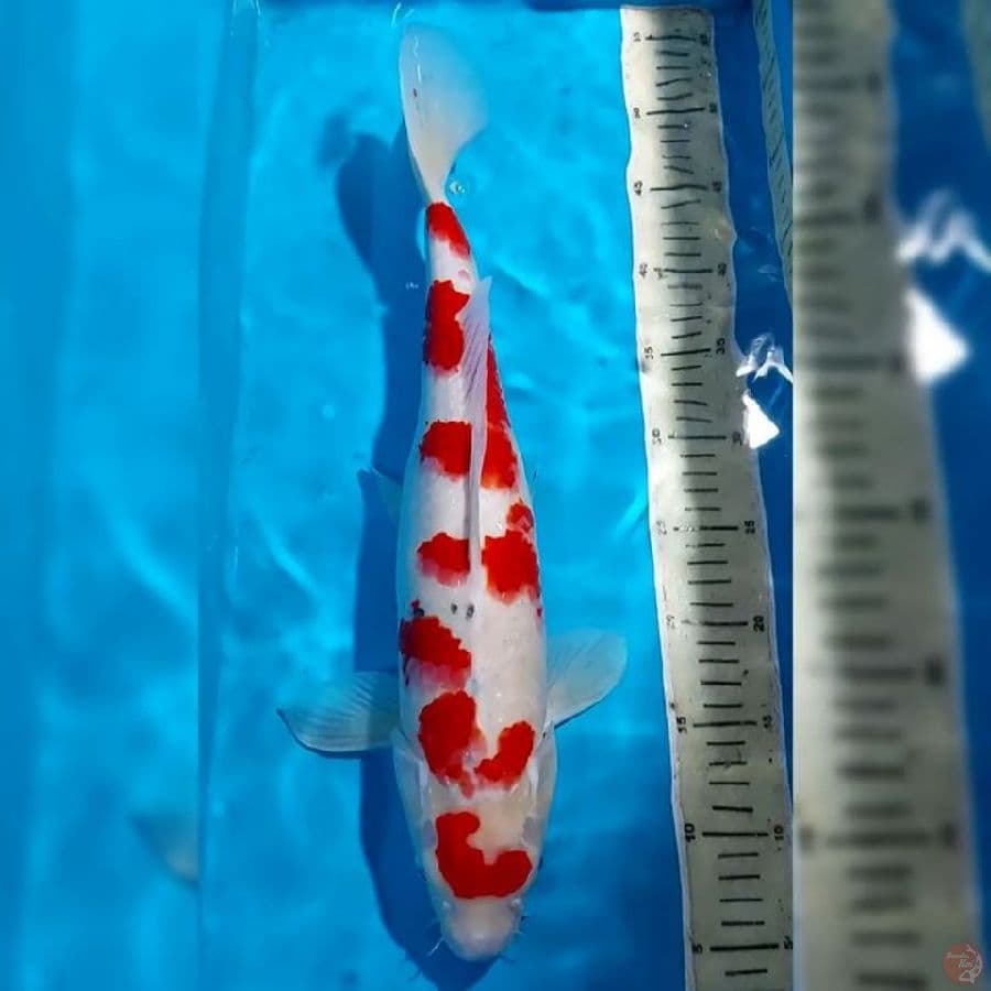 SANKE 46 CM