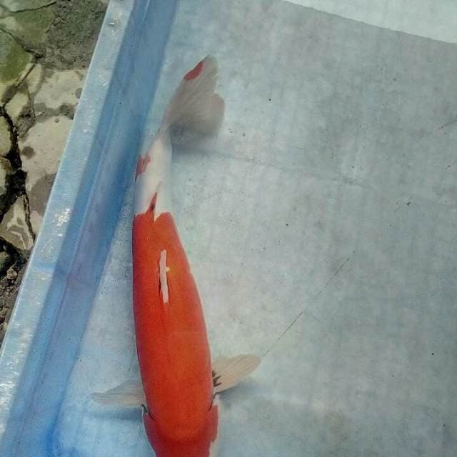 Mantap37