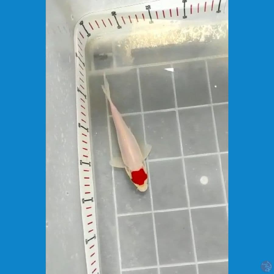 17cm kohaku