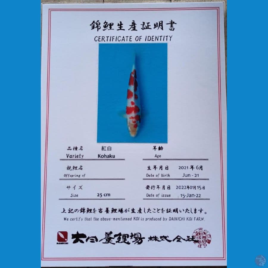 Dainichi Kohaku sz 40cm