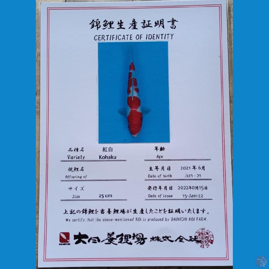 Dainichi Kohaku sz 35cm