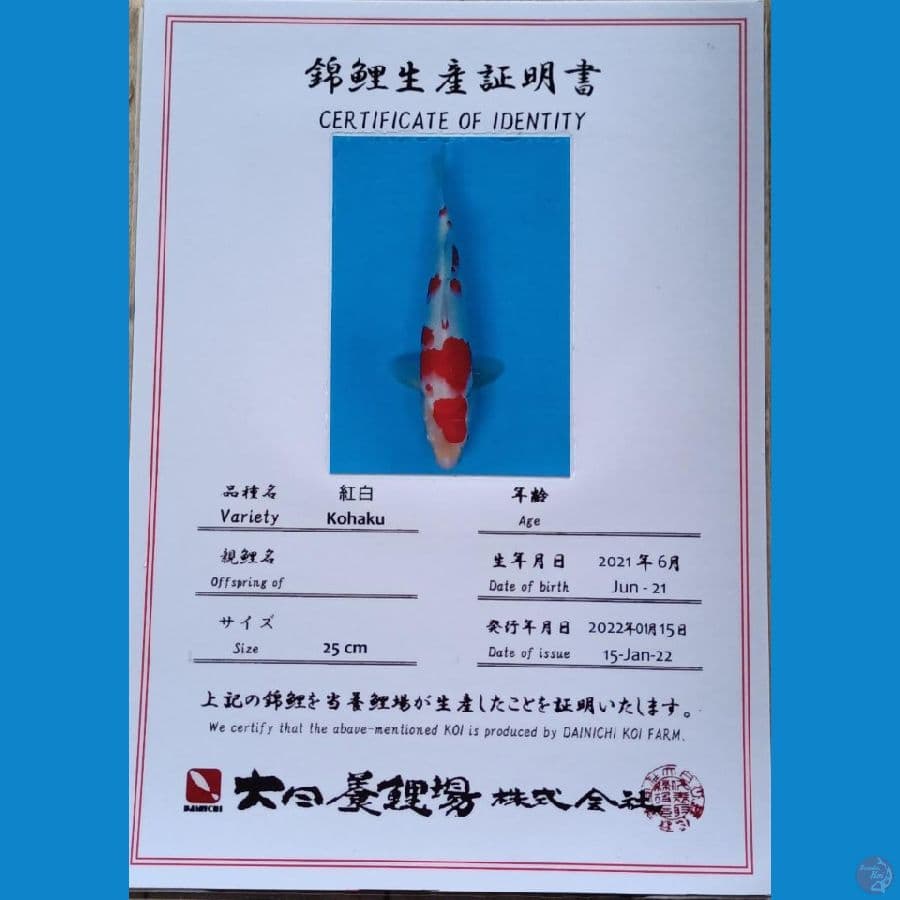 Dainichi Kohaku sz 36cm