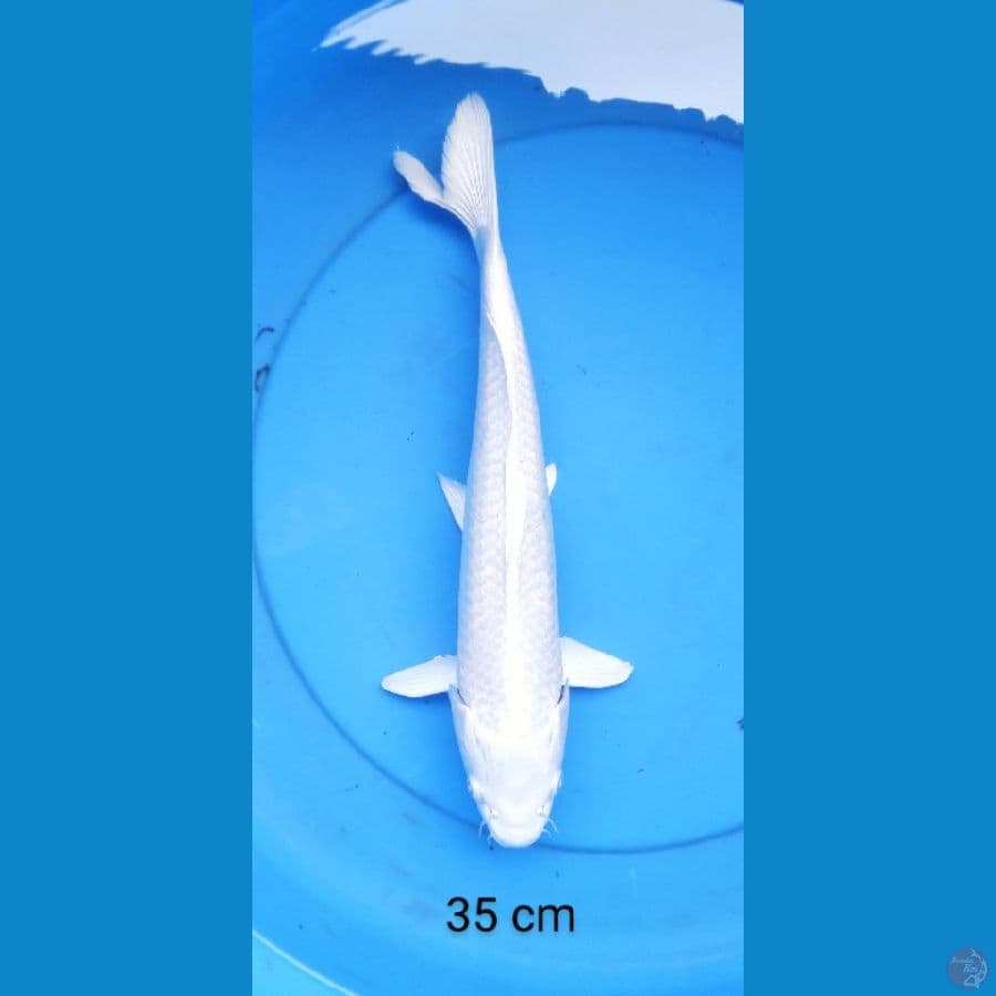 platinum putih bersih 35 cm