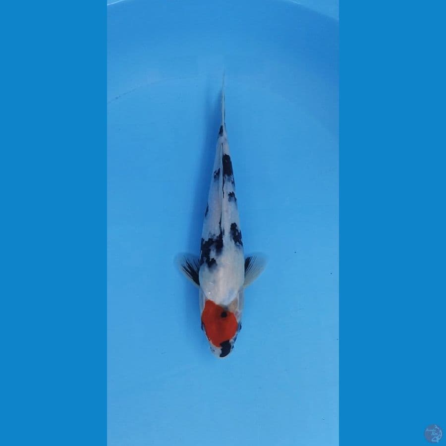 Tancho showa original 28cm