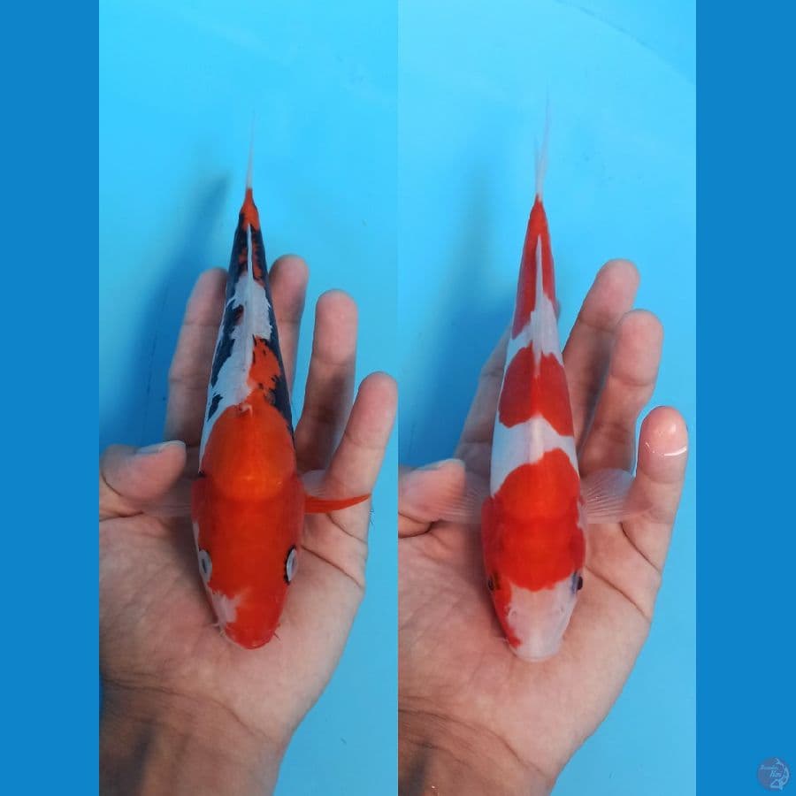 Duet benikumon x kohaku doitsu 21cm