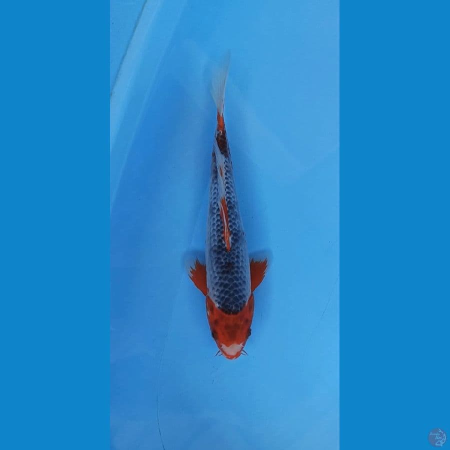Maruten hi asagi 31cm