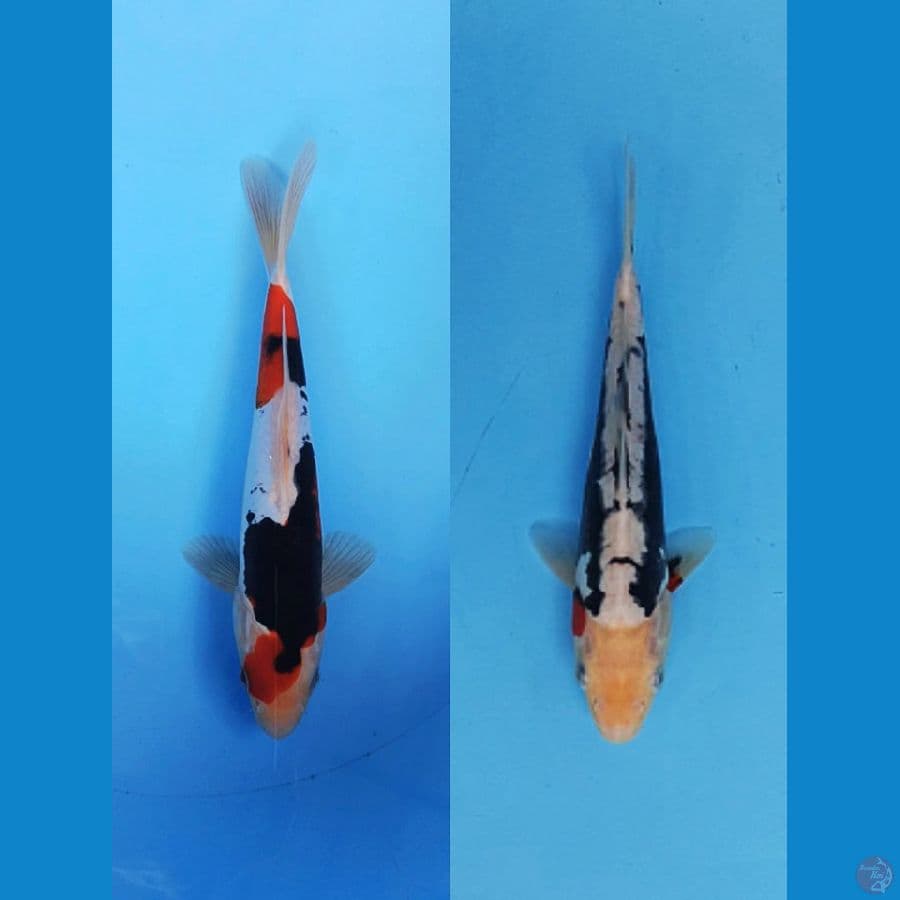 Duet kumonryu 24cm