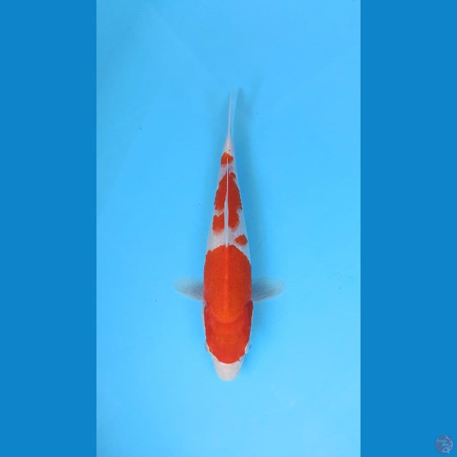 Kohaku simple pattern 29+cm