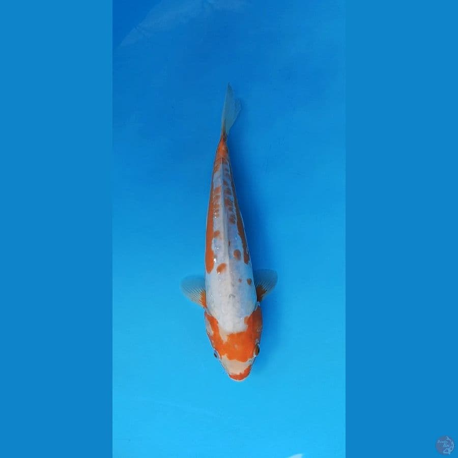 Koshui bertopeng 34cm