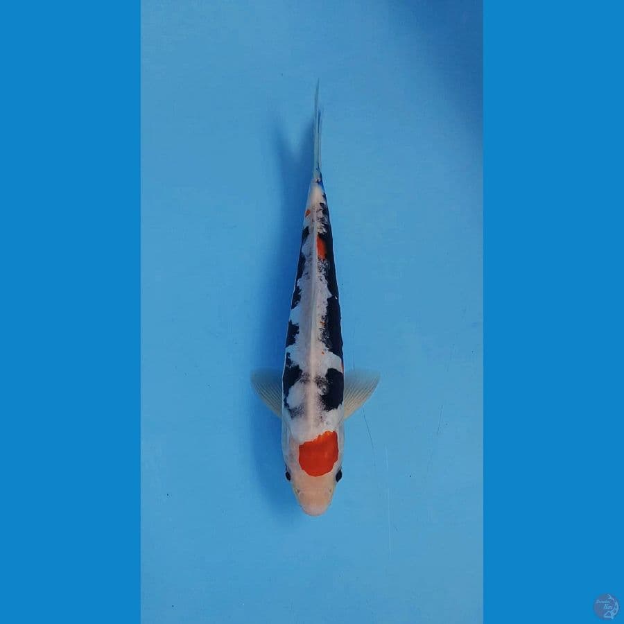 Maruten benikumon 31cm