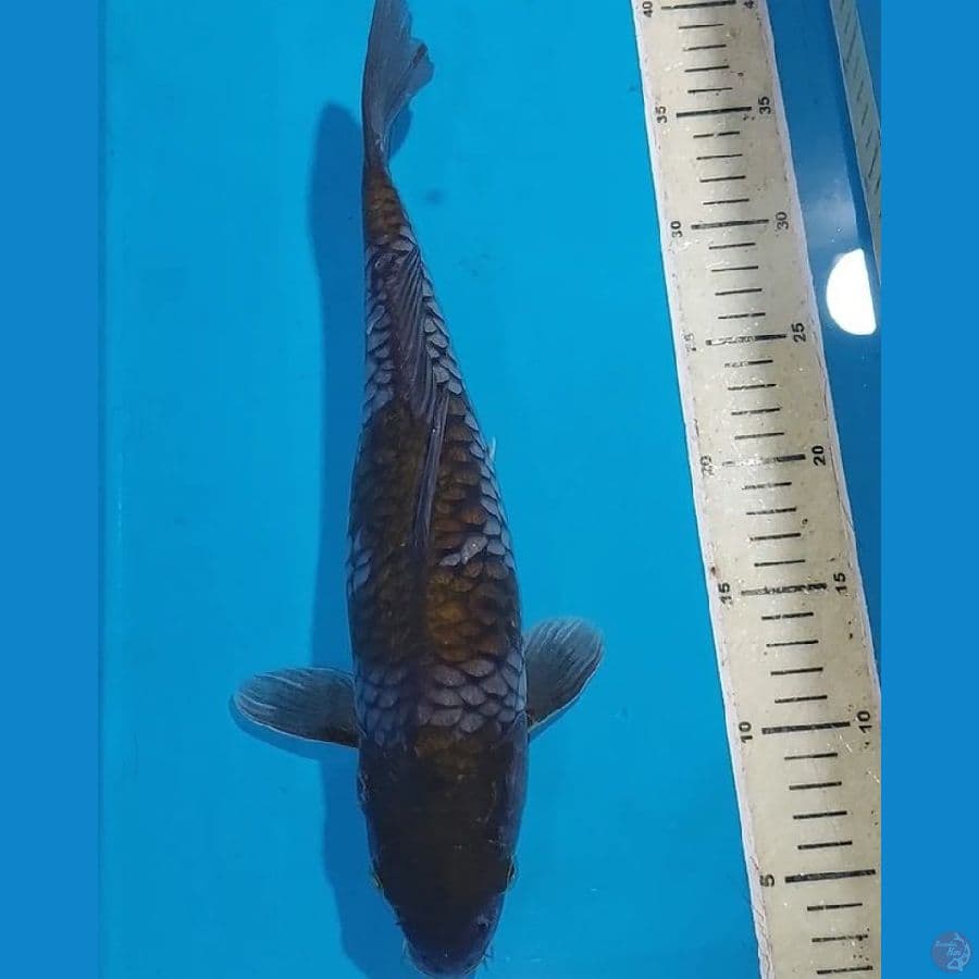 OCHIBA 36 CM