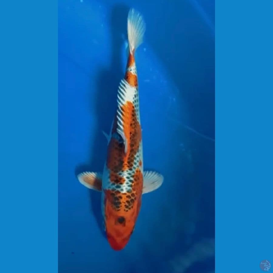 kujaku 